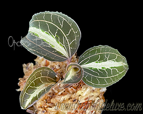 Anoectochilus reinwardtii Blume